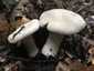 Nagy döggomba (Entoloma sinuatum), Őrség. Vaskos, bunkószerű, fehéres tönk